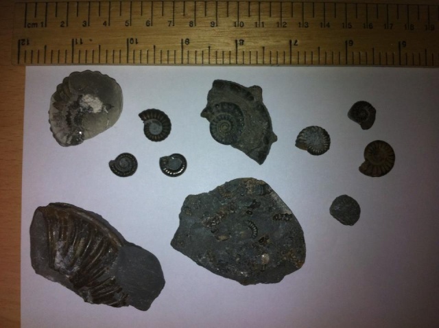 Charmouth finds 27/1/13 39133310
