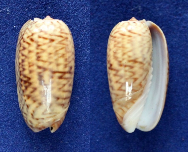 Musteloliva concavospira (Sowerby, 1914) - Worms = Oliva concavospira G. B. Sowerby III, 1914 Panora16