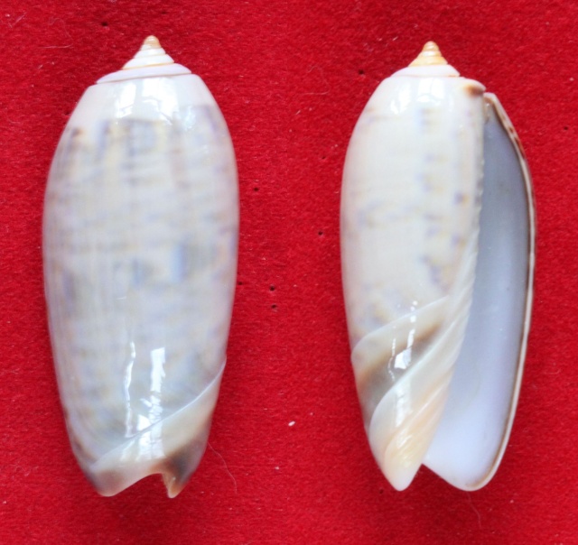 Miniaceoliva tremulina (Lamarck, 1811) - Worms = Oliva (Miniaceoliva) tremulina Lamarck, 1811 Panora18