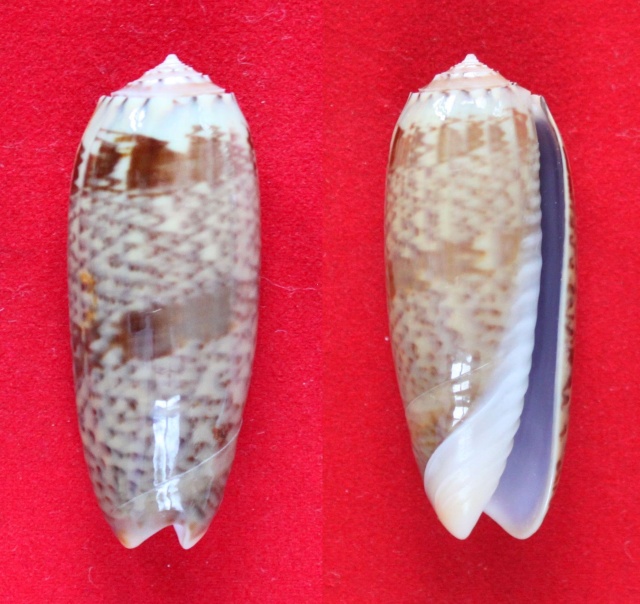Arctoliva pacifica (Marrat, 1870) Panora47