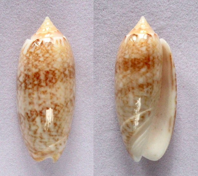 Americoliva bifasciata Kuster, 1878 - Worms = Oliva bifasciata bifasciata Küster in Weinkauff, 1878· - Page 2 Panora48