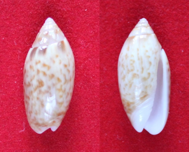 Olividae - Olivinae : Felicioliva kaleontina (Duclos, 1835) Panora53