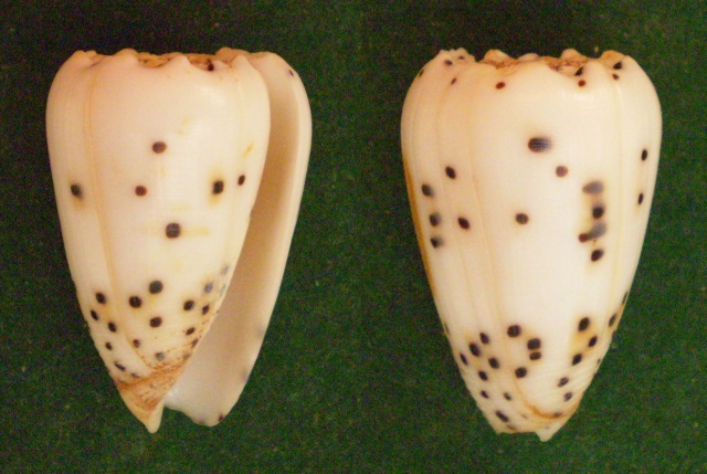 Puncticulis pulicarius - (Hwass in Bruguière, 1792) Panora59