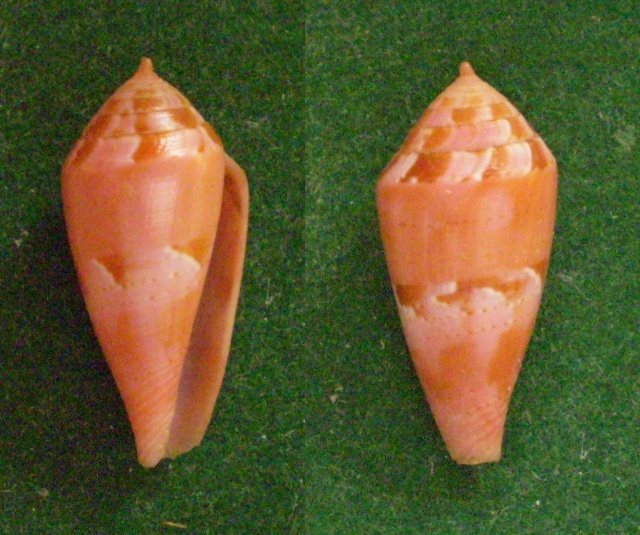 Conus (Splinoconus) corallinus  Kiener, 1847 Panora74