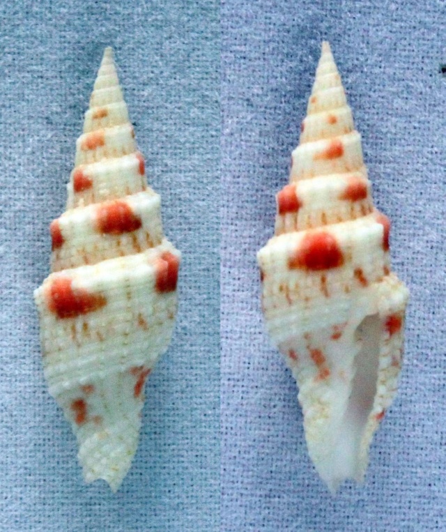 Vexillum mirabile angulosa (var.) - (Reeve, 1845) Panora84