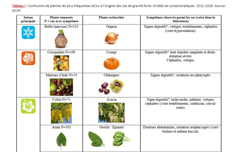 Marrons et châtaignes : ne pas les confondre pour éviter les intoxications Captur43