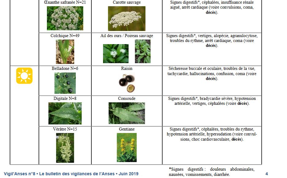 Marrons et châtaignes : ne pas les confondre pour éviter les intoxications Captur44