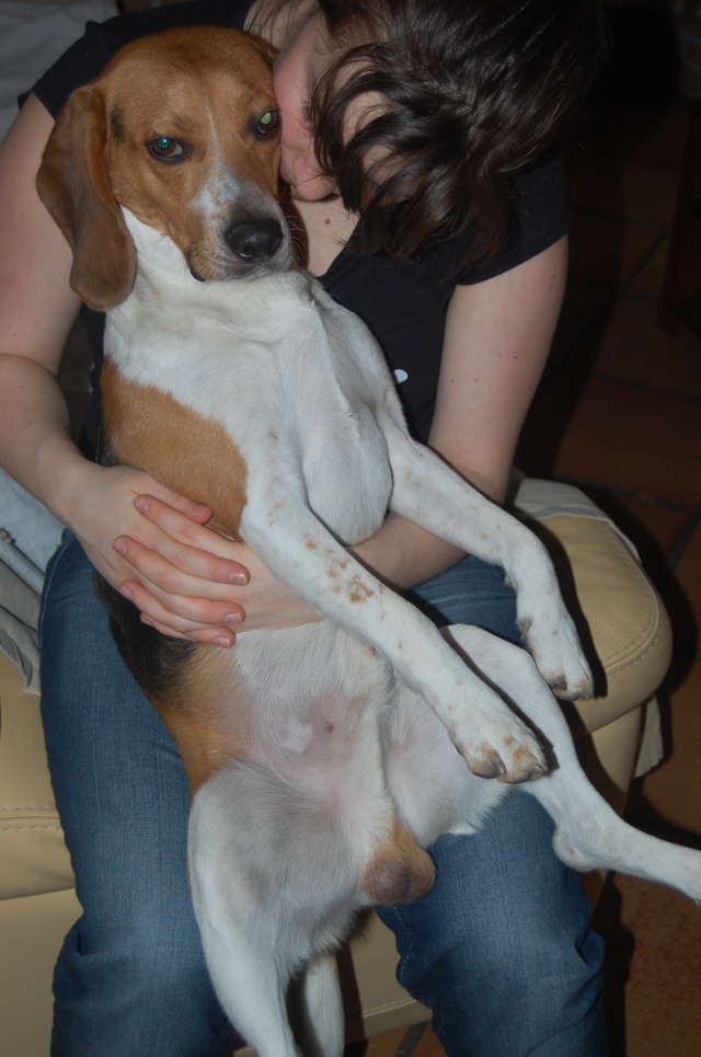 FILOU, beagle de 3 ans (59) en FA chez Fabou [Adopté] - Page 16 Dsc_0059