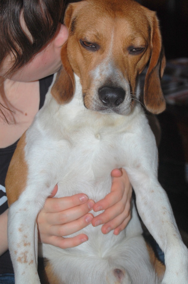 FILOU, beagle de 3 ans (59) en FA chez Fabou [Adopté] - Page 16 Dsc_0063