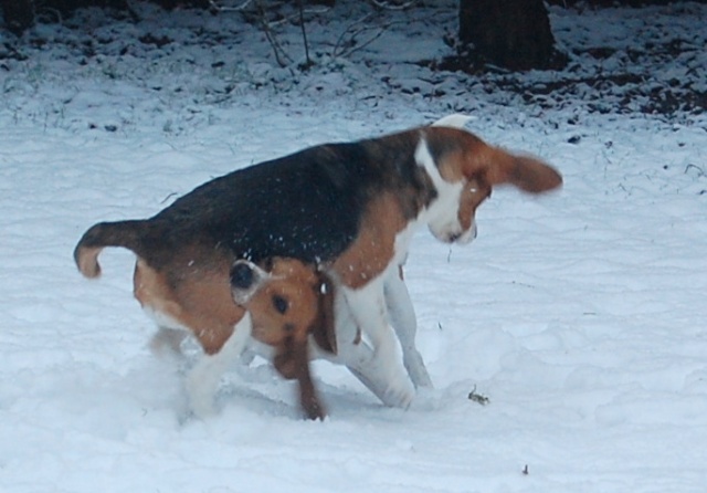 FILOU, beagle de 3 ans (59) en FA chez Fabou [Adopté] - Page 16 Dsc_0085