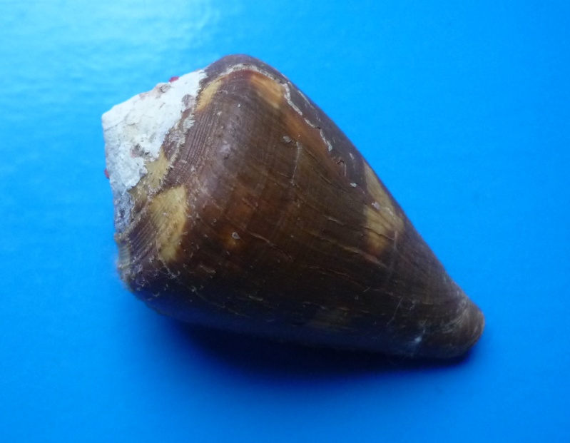 Conus (Rhizoconus) vexillum  Gmelin, 1791 Conus130