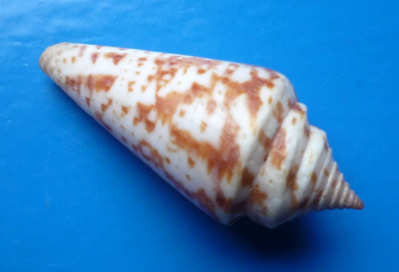 Conus (Dauciconus) regularis G.B Sowerby I, 1833 Conus131