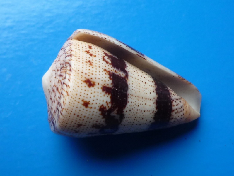Conus (Strategoconus) augur [Lightfoot], 1786 Conus158