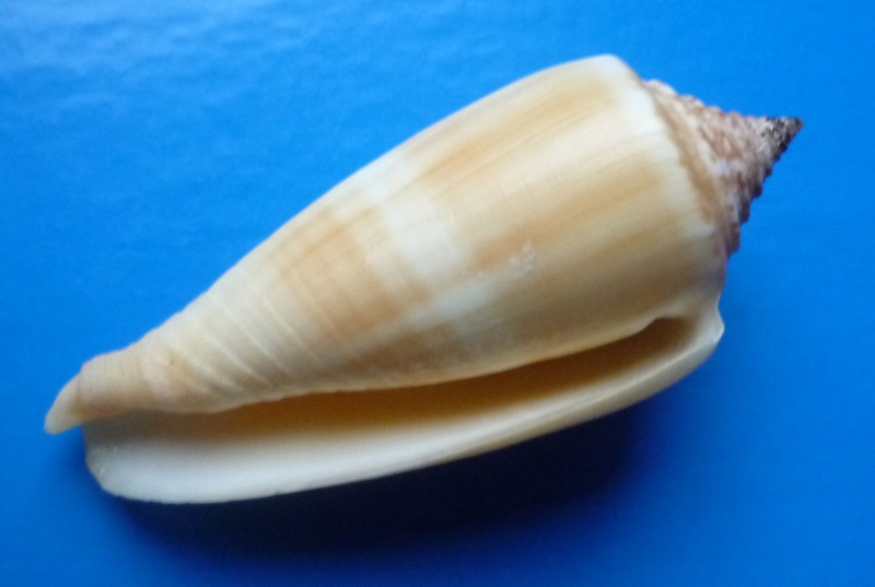 Conus (Phasmoconus) ochroleucus   Gmelin, 1791 Conus171