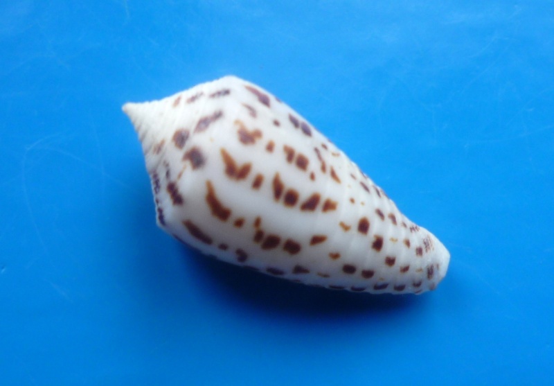 Conus (Phasmoconus) zapatosensis   Röckel, 1987 Conus251
