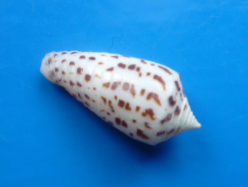 Conus (Phasmoconus) zapatosensis   Röckel, 1987 Conus253