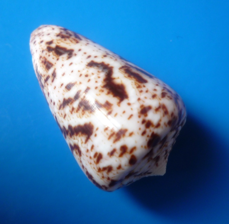 Conus (Puncticulis) zeylanicus - Gmelin, 1791 Conus254