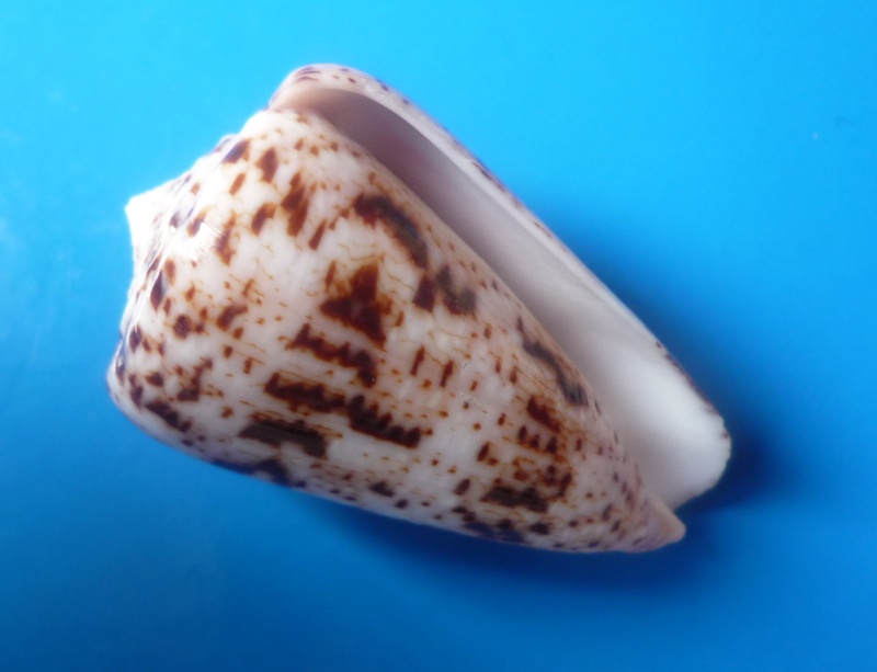 Conus (Puncticulis) zeylanicus - Gmelin, 1791 Conus255