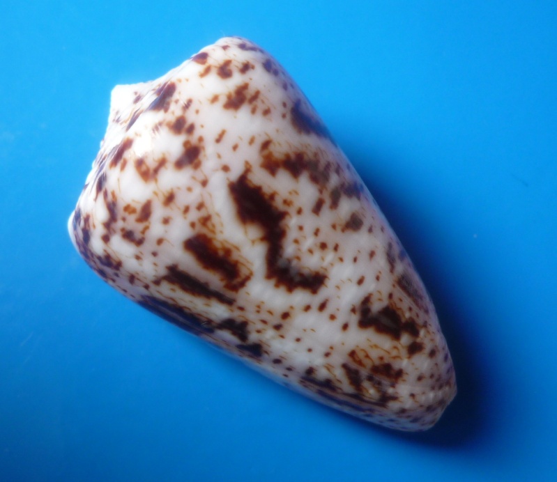 Conus (Puncticulis) zeylanicus - Gmelin, 1791 Conus257
