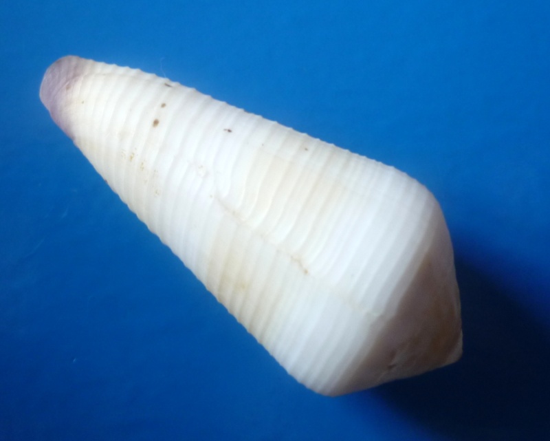 Virgiconus terebra (Born, 1778)  Conus264
