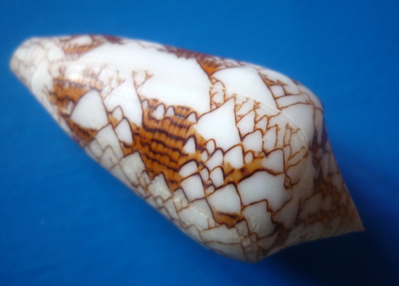 Conus (Cylinder) neovicarius da Motta, 1982 Conus270