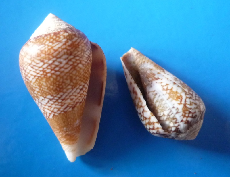 Conus (Lautoconus) cacao  Ferrario in Angeletti and Ferrario, 1983 Conus306