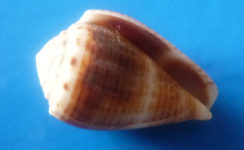 Conus (Virroconus) pascuensis (Rehder, 1980) Conus319