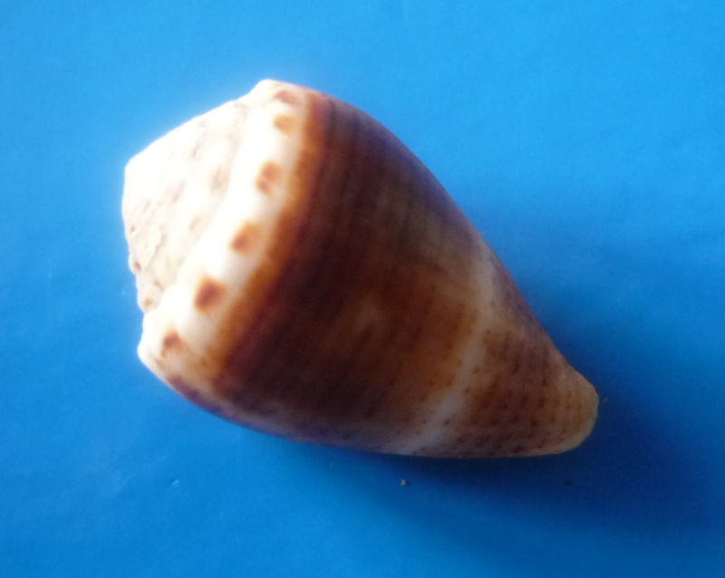 Conus (Virroconus) pascuensis (Rehder, 1980) Conus320