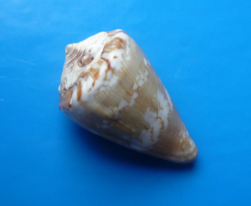 Conus (Lautoconus) antoniomonteiroi  Rolán, 1990 Conus323