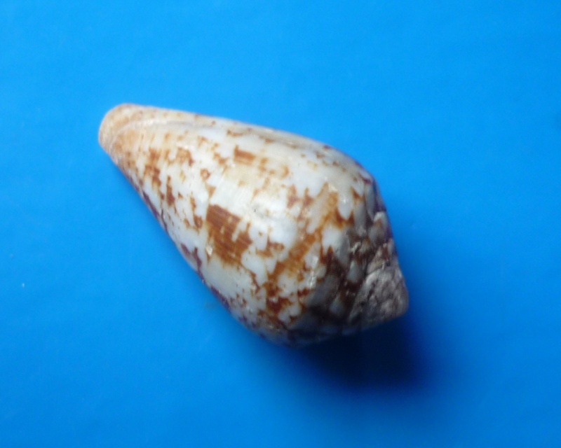Conus (Lautoconus) guanche  Lauer, 1993 Conus385