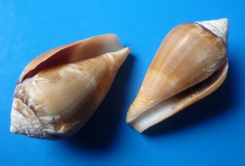 Conus (Lautoconus) belairensis   Pin & Leung Tack in Pin , 1989 Conus390