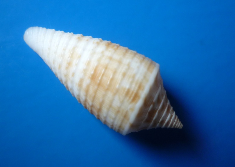 Conus (Phasmoconus) asiaticus   da Motta, 1985 Conus405