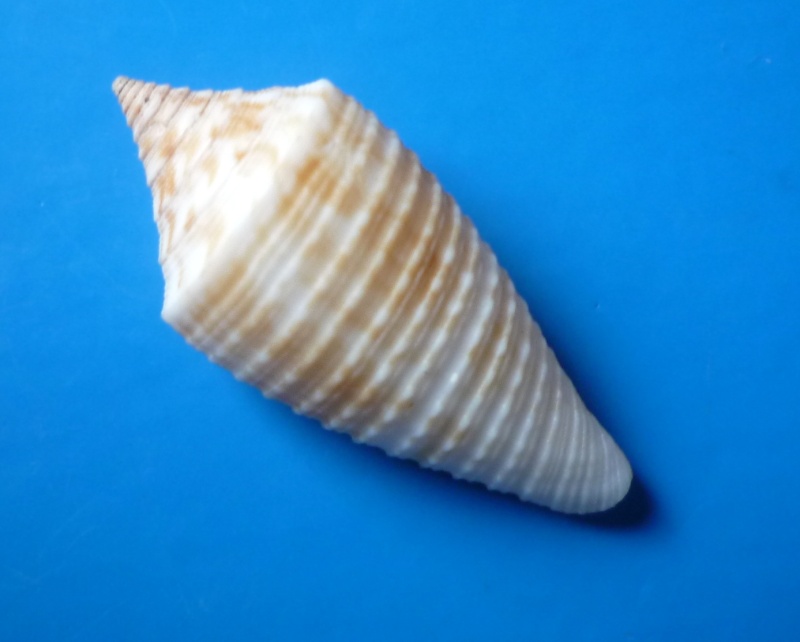 Conus (Phasmoconus) asiaticus da Motta, 1985 Conus407