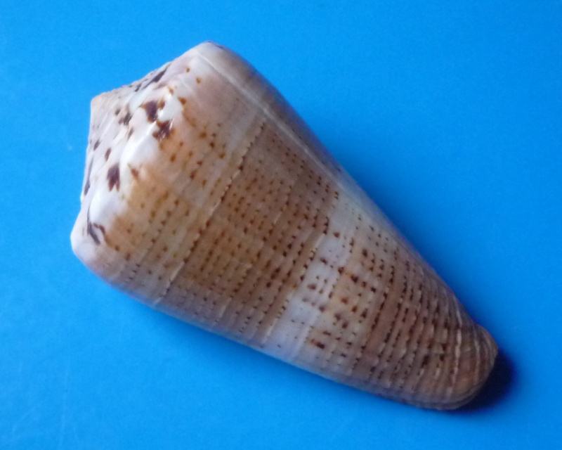Conus (Splinoconus) biliosus  (Röding, 1798) Conus419