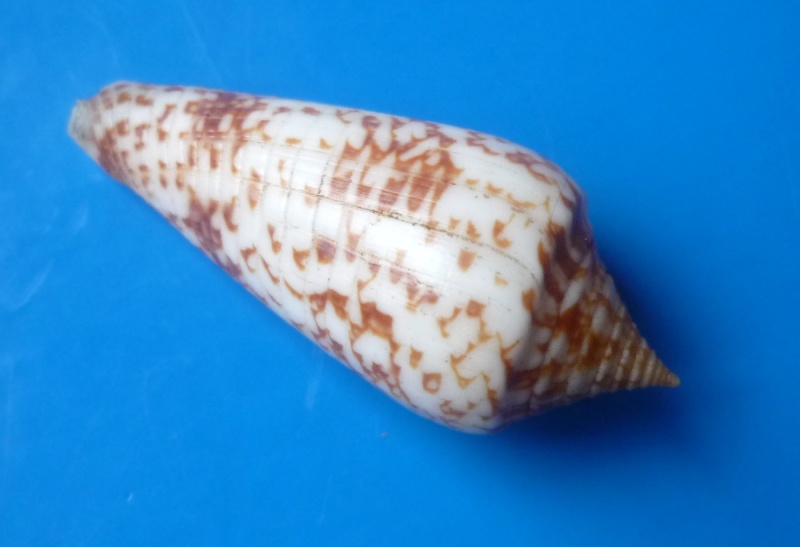 Conus (Phasmoconus) lienardi  Bernardi & Crosse, 1861 Conus467