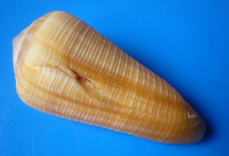 Virgiconus terebra (Born, 1778)  Conus482