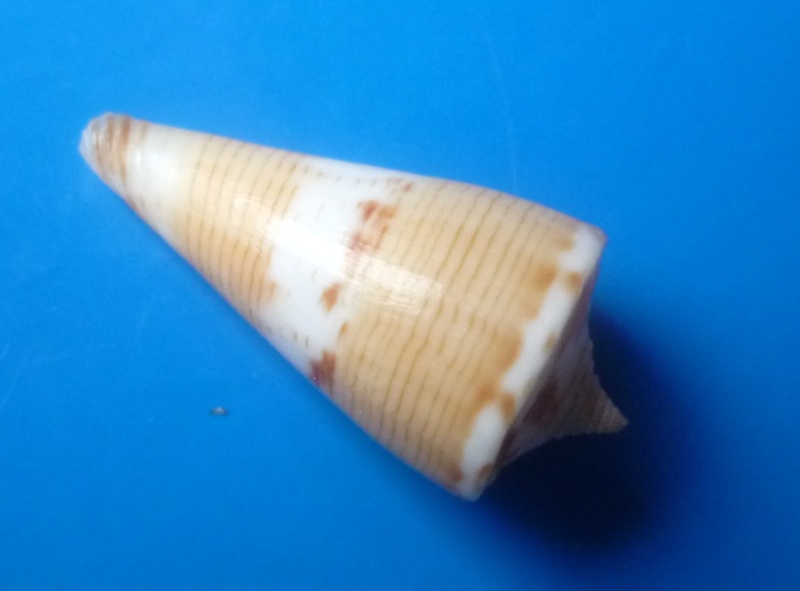 Conus (Splinoconus) voluminalis Reeve, 1843 Identi21