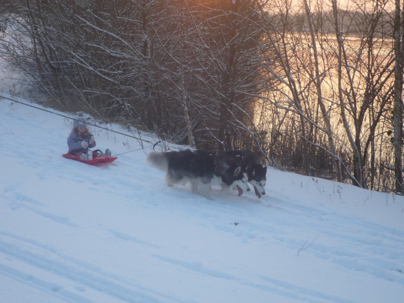 Aska husky de 2 ans et demi (PAR 91) ADOPTEE - Page 5 P1040010