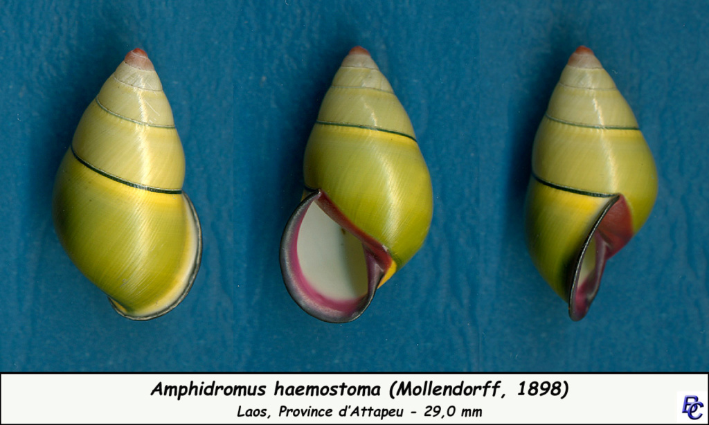 Amphidromus haemastoma (Mollendorff, 1898) Amphid12