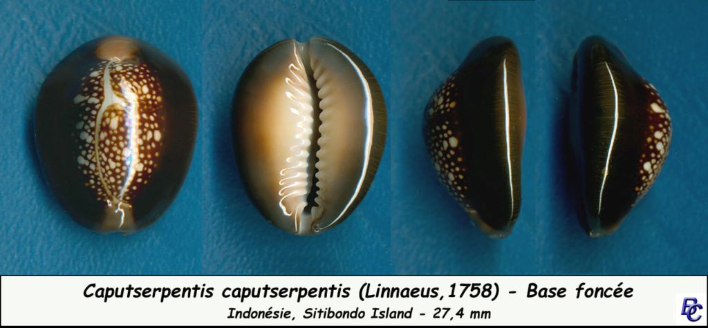 Monetaria caputserpentis - (Linnaeus, 1758) - Page 3 Caputs11