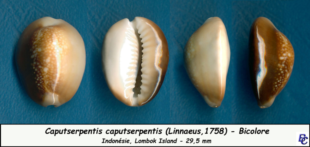 Monetaria caputserpentis - (Linnaeus, 1758) - Page 3 Caputs17