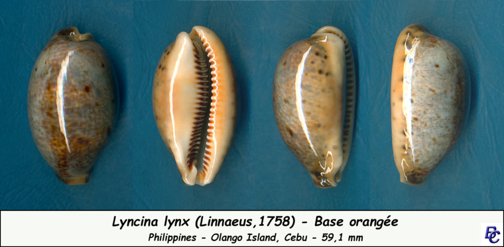 Lyncina lynx (Linnaeus, 1758) - Page 4 Lynx_o10