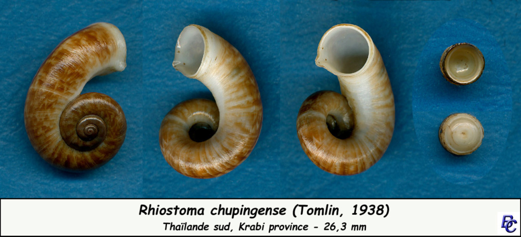 Rhiostoma chupingense  (Tomlin, 1938) Rhiost16