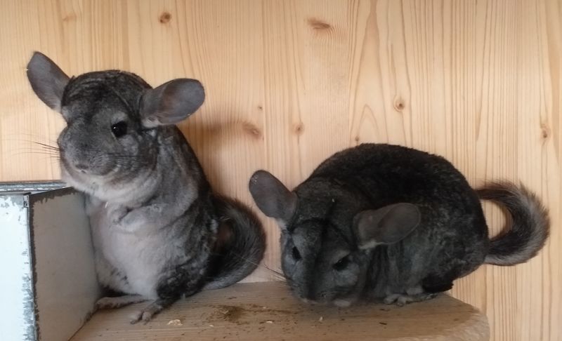 42659 TH Solingen - 2 Chinchillas 112