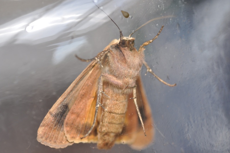 [Noctua pronuba](Noctuidae)papillon à identifier Dsc_2110