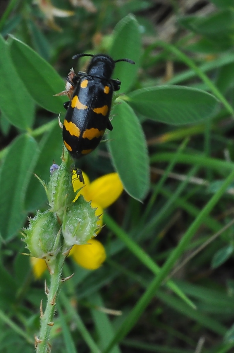 coleoptère jaune et noir