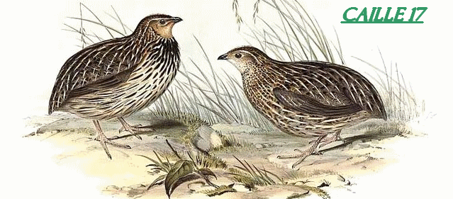 chasse des oies en fevrier Caille10
