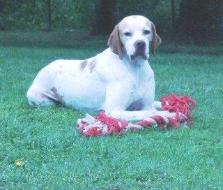 JAMES mâle type pointer 7 ans (Association GALIA 85) Jamesb10