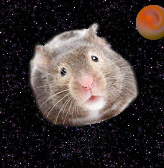 La petite vie de l'hamsteroide Hamste16