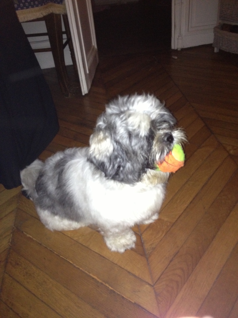 • YOUME, croisé Shih tzu, 1 an et demi - M 10710